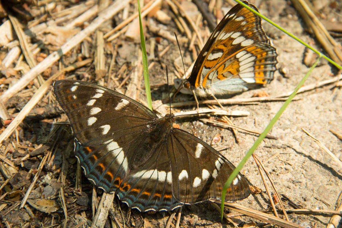 Бабочка тополевый ленточник – редкий вид, нуждающийся в нашей защите
