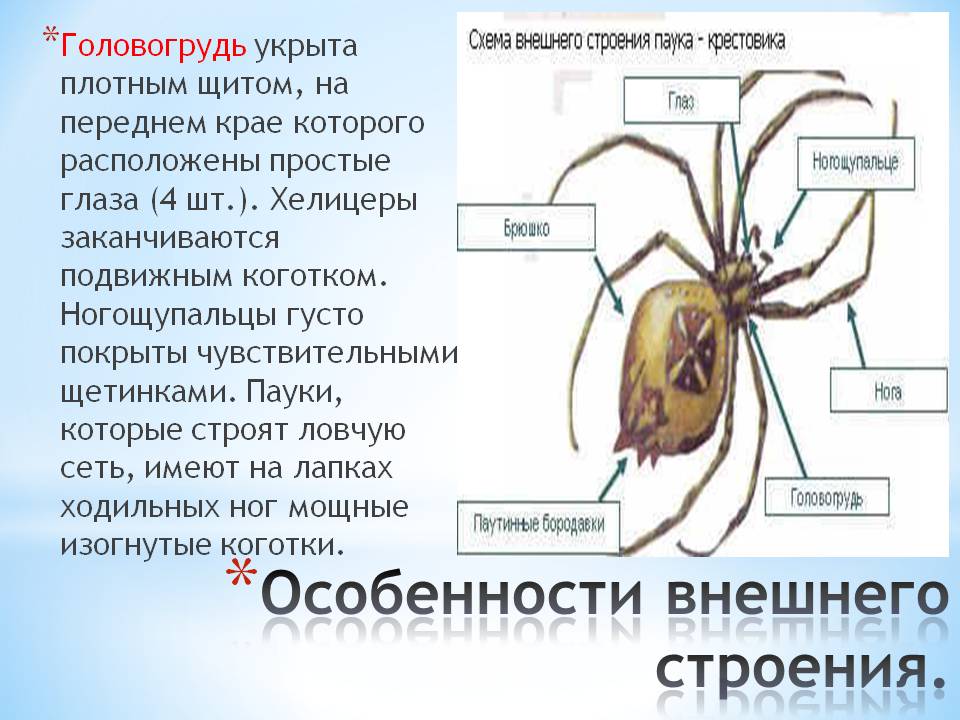 Строение паука: внешнее и внутреннее, особенности частей разных тела