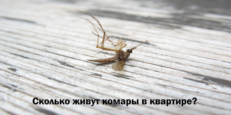 Сколько живут комары обыкновенные. Сколько живут комары. Продолжительность жизни комара обыкновенного. Сколько живет комар обыкновенный в квартире. Жизнь комара.