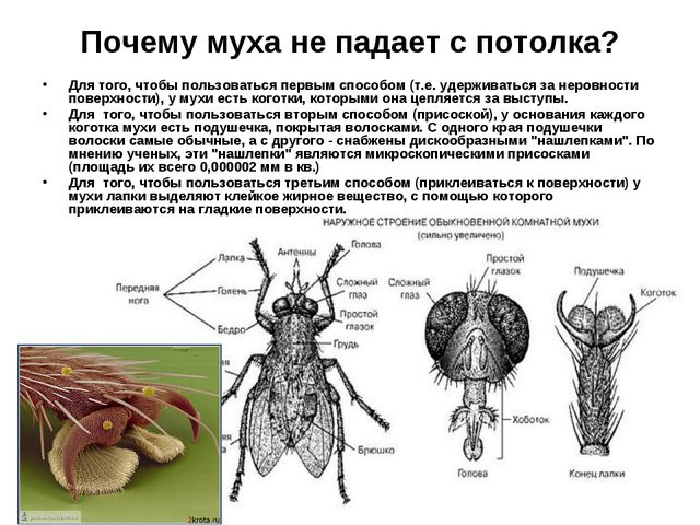 Сколько ног у мухи? строение и особенности насекомого