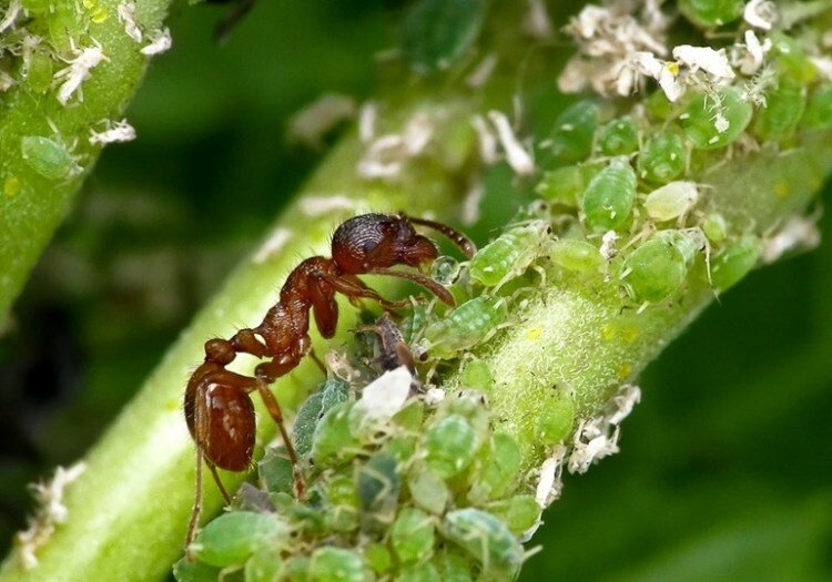 Как избавиться от муравьев на капусте? | садоводство и огородничество