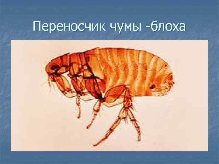 Опасны ли блохи для человека: заболевания и аллергены переносимые паразитами русский фермер