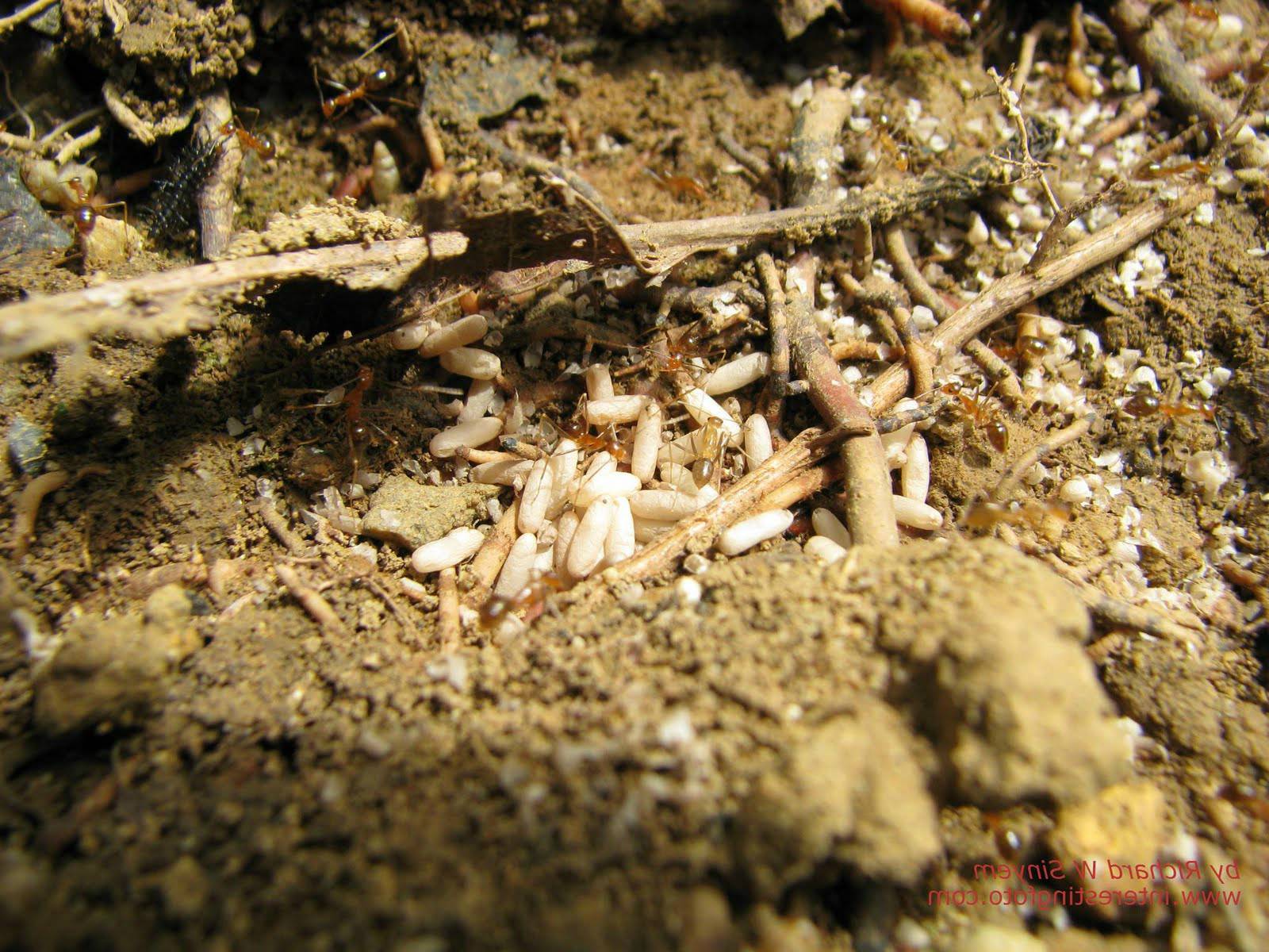 Как избавиться от муравьёв: эффективные способы избавления навсегда | народные знания от кравченко анатолия