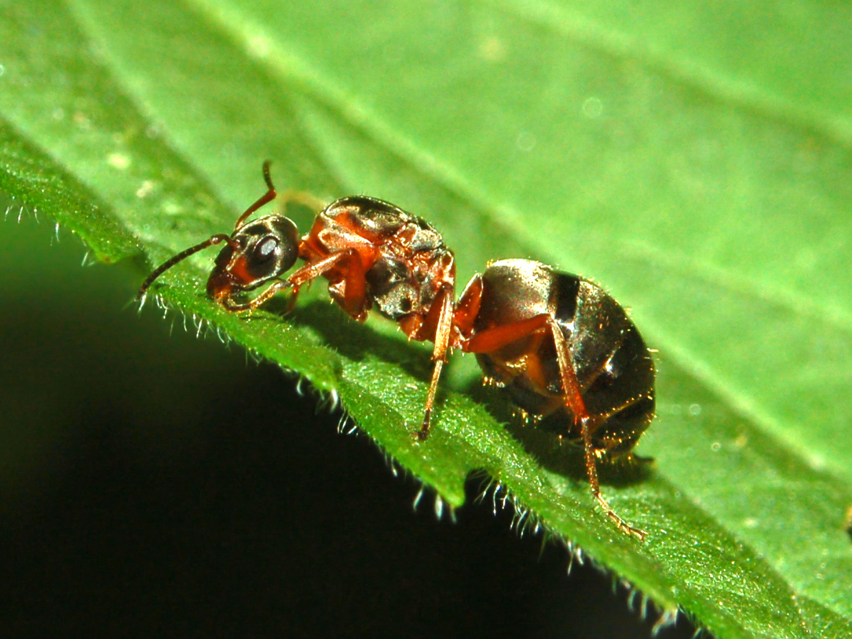 Кто ест муравьев из животных