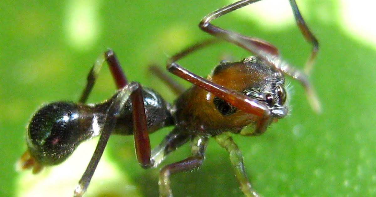 Строение муравья: сколько лап у насекомого? сколько ног у муравья: основные признаки насекомого