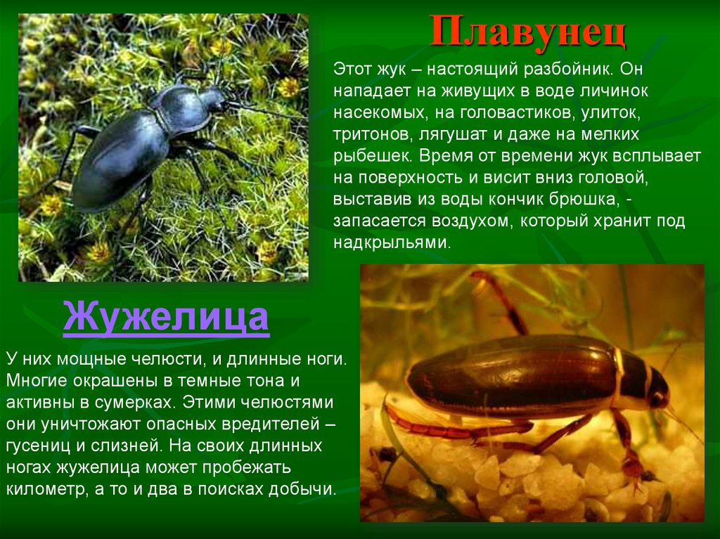 Жук-плавунец: фото насекомого и возможный вред для человека
