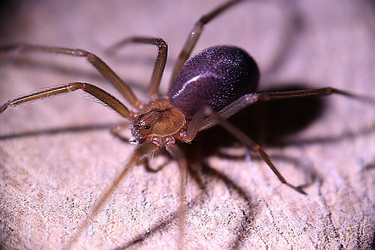 Домовой паук (комнатный): фото и описание, сколько живёт, опасен ли укус для человека