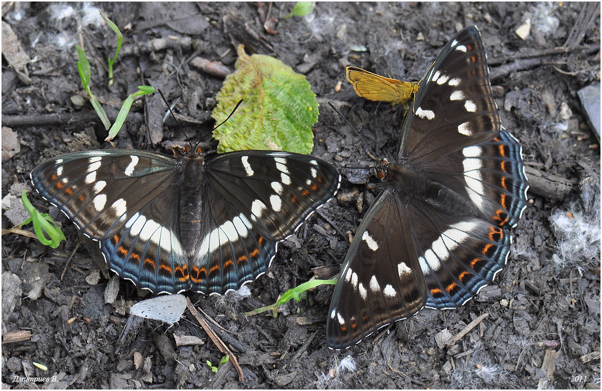Бабочка тополевый ленточник – редкий вид, нуждающийся в нашей защите