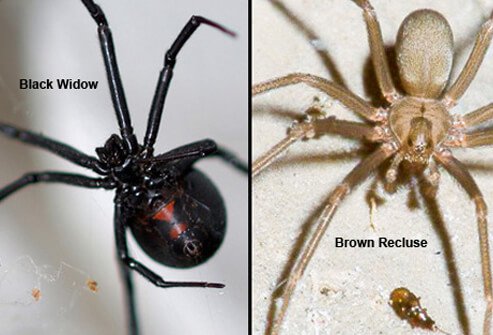 Как выглядит укус домашнего и ядовитого паука: симптомы и последствия