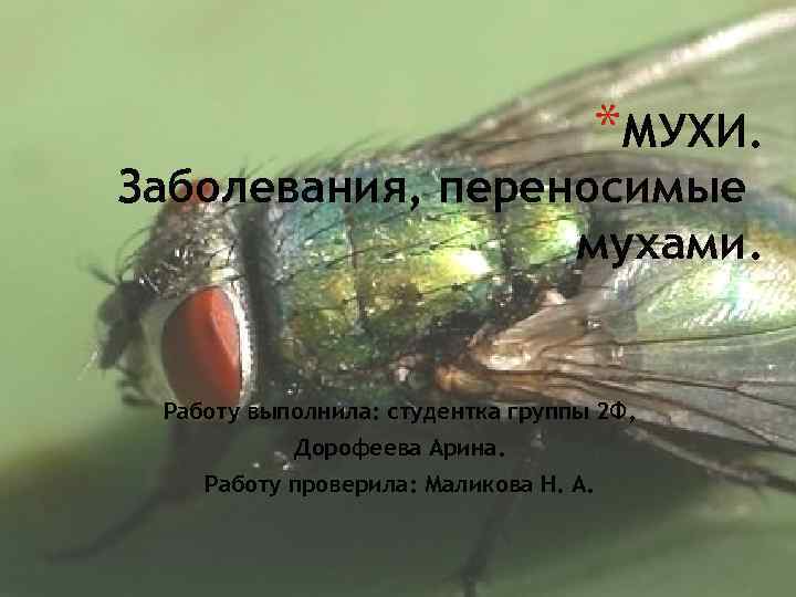 мясная муха – вред или польза?