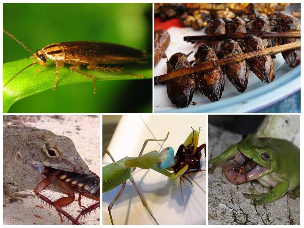 Кто питается тараканами: 10 тех, кто ест вредных насекомых
