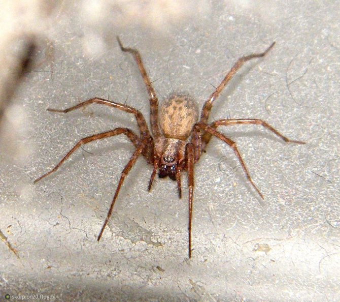 Домовой паук фото
