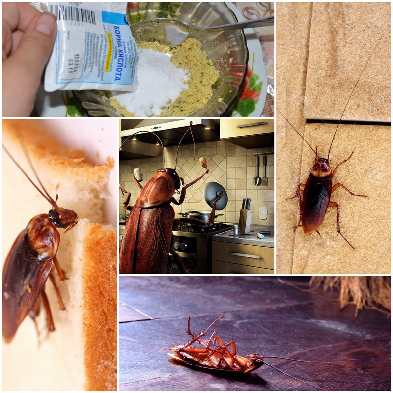 Какие средства от тараканов выбрать, чтобы избавиться от них навсегда. как навсегда избавиться от домашних тараканов