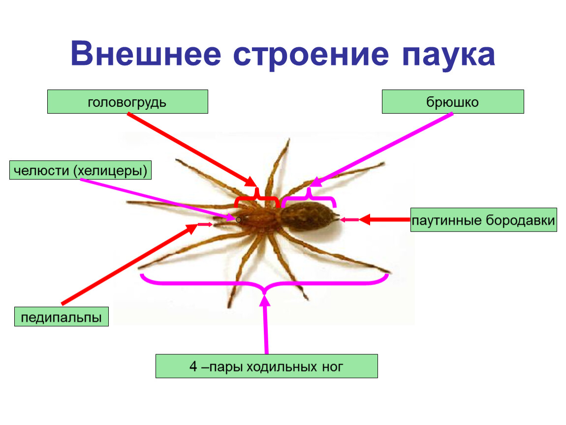 Ноги паукообразных: сколько ножек у пауков, функции лапок, особенности строения конечностей арахнидов