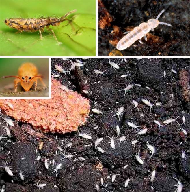 Подуры ногохвостки фото насекомое как избавиться