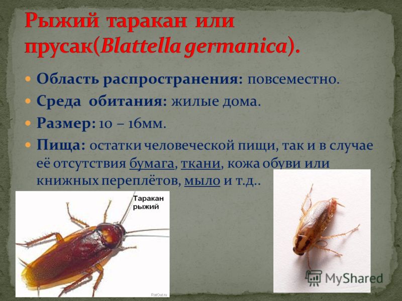 Почему таракана назвали тараканом. Рыжий таракан Blattella Germanica. Рыжий таракан Прусак. Таракановые среда обитания. Рыжий таракан или Прусак.