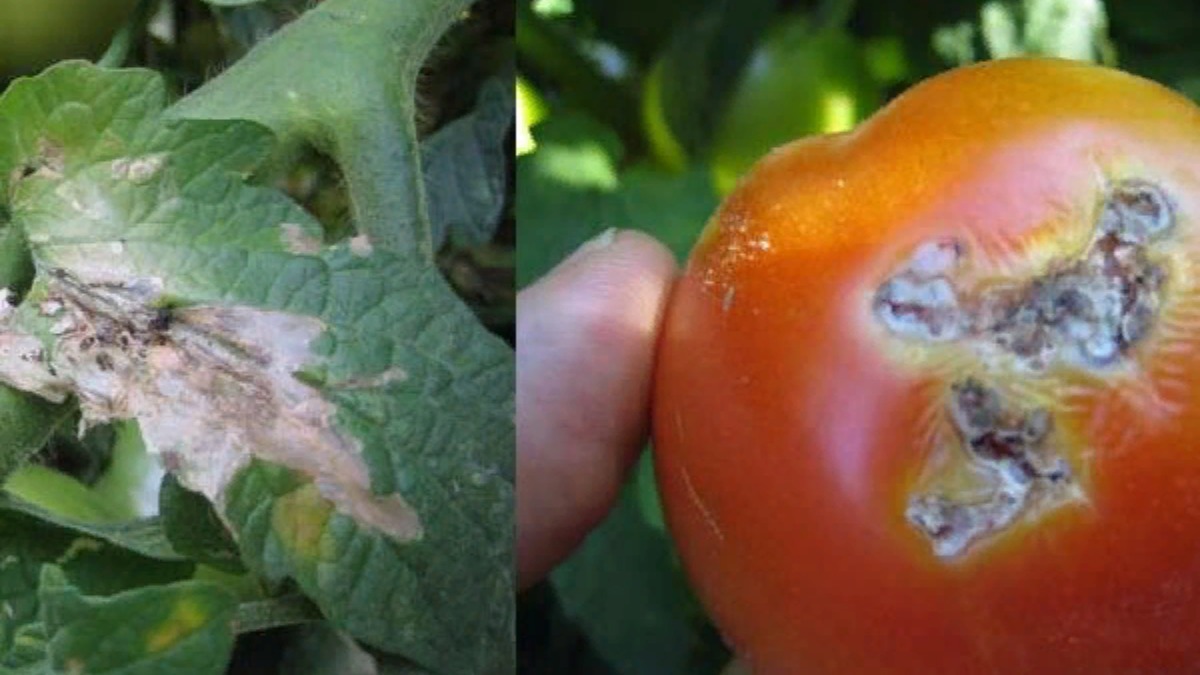 Вредители томатов в грунте и теплице: какие бывают и как бороться