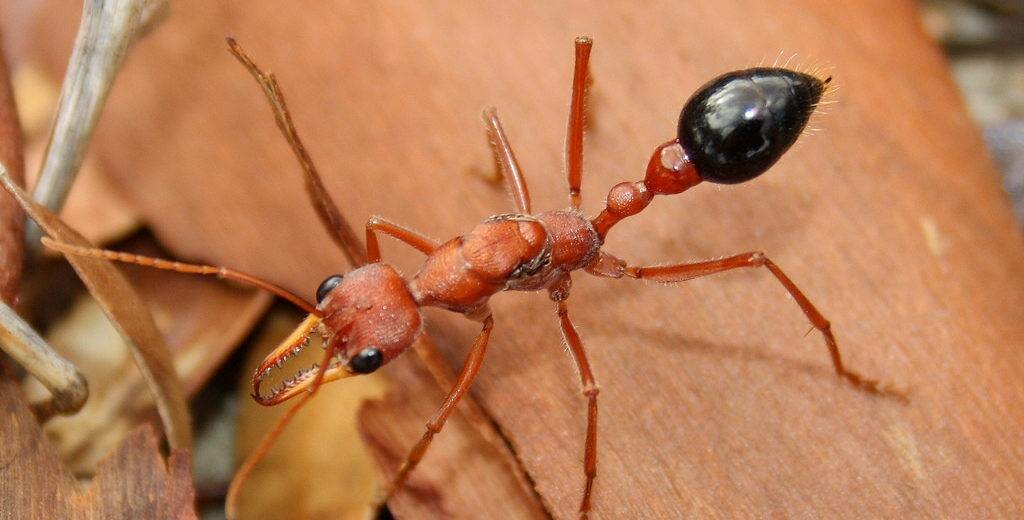 Виды муравьев