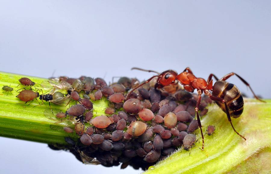 Тля и муравьи — как с ними бороться?