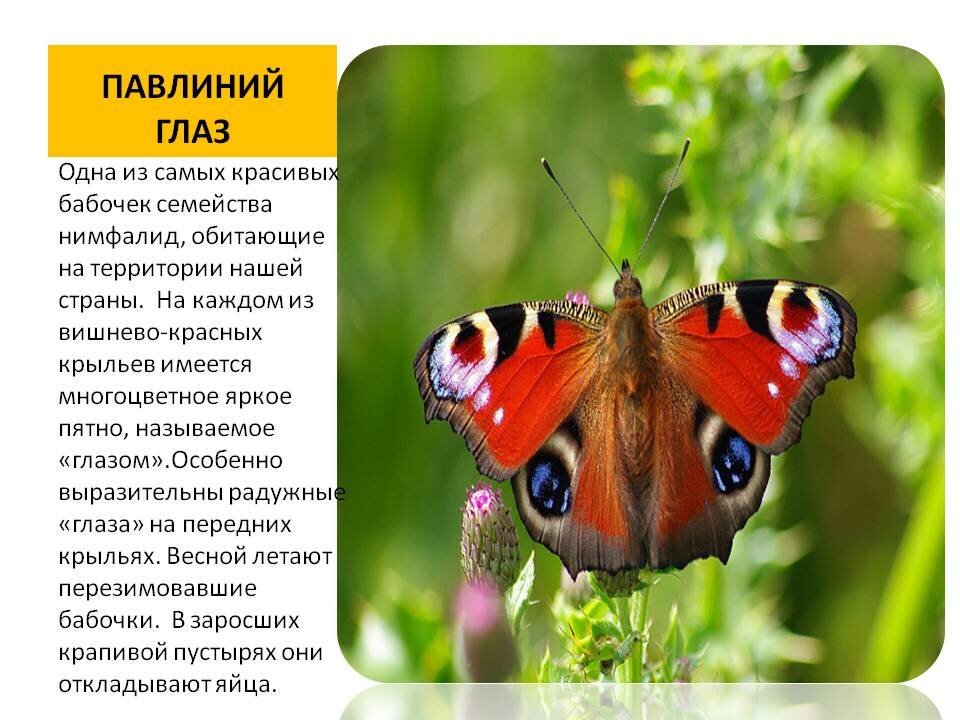 Бабочка павлиний глаз — описание, среда обитания, виды