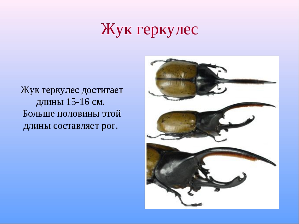 Dynastes hercules: внешний вид и жизненный цикл насекомого