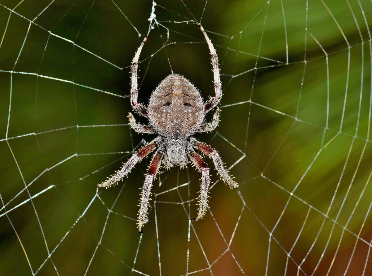 Самые большие пауки в мире — топ10