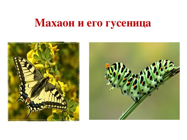 Бабочка – описание, виды, чем питается, где обитает, фото