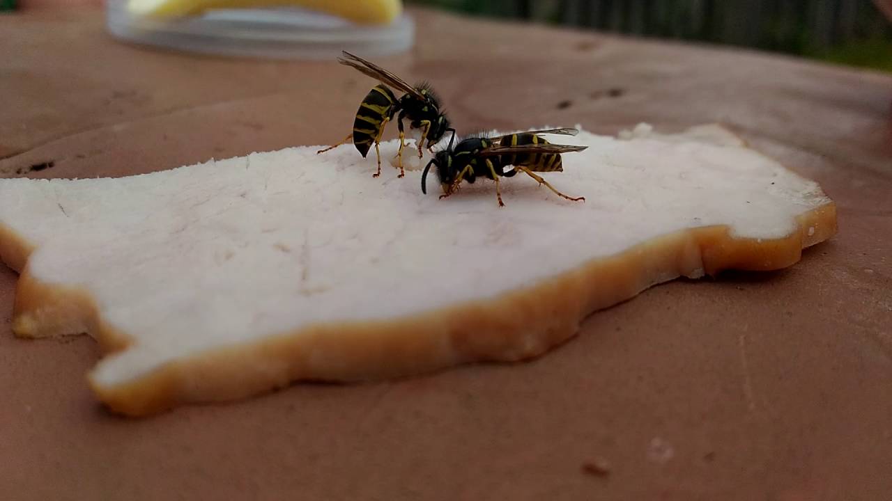Чем питаются осы и их личинки - любимые и необычные лакомства