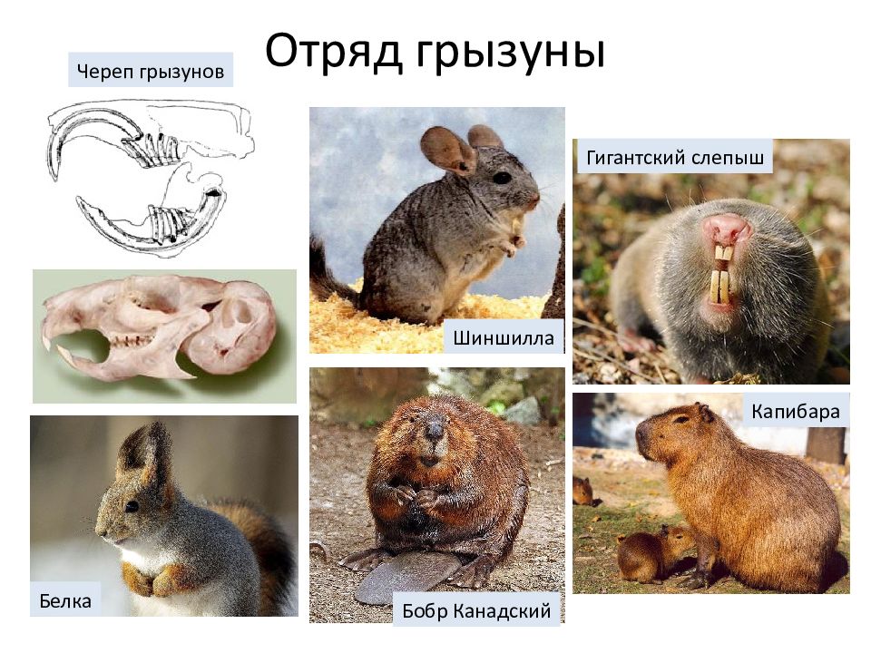 Чем питается мышь природе (поле, лес) и в частном доме или в квартире?