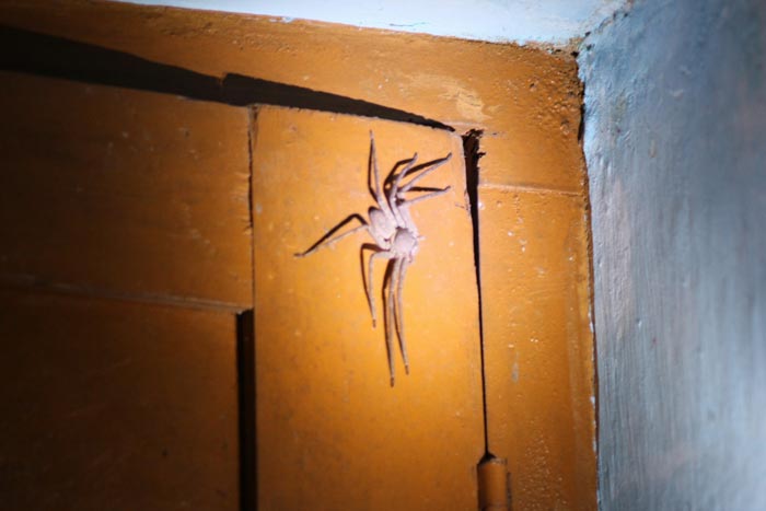 Как вывести пауков из дома: способы избавления от пауков в частном доме и в квартире