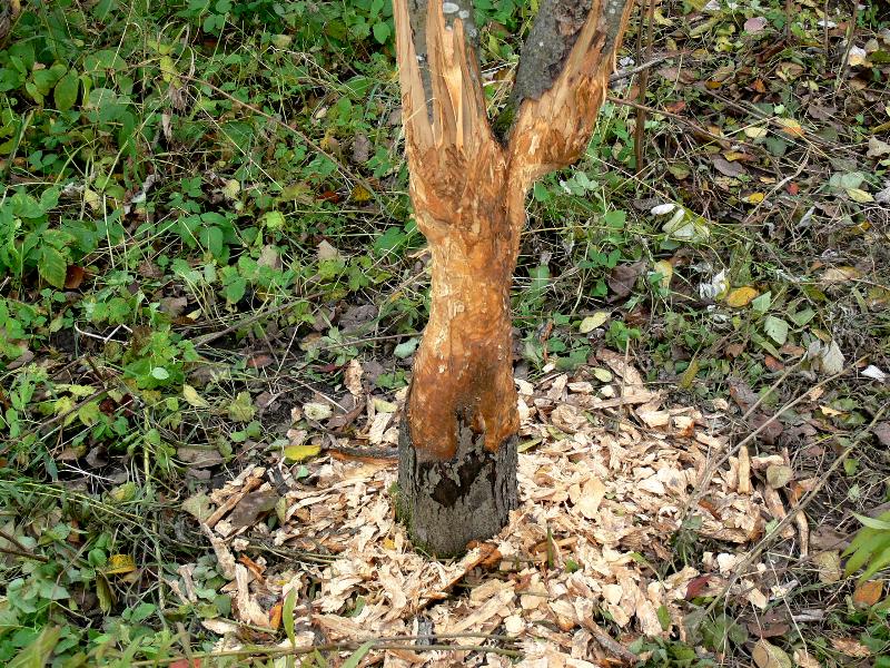 Борьба с короедом — как избавиться и спасти дерево в саду