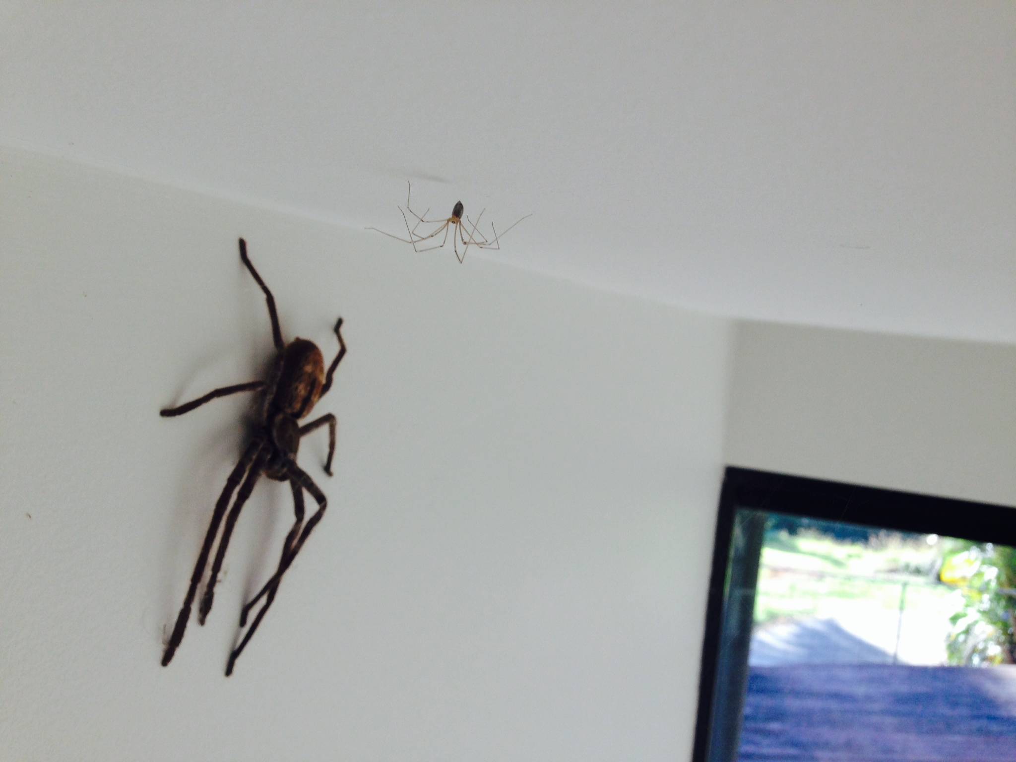 Почему нельзя убивать пауков в квартире или доме, что будет за случайное убийство