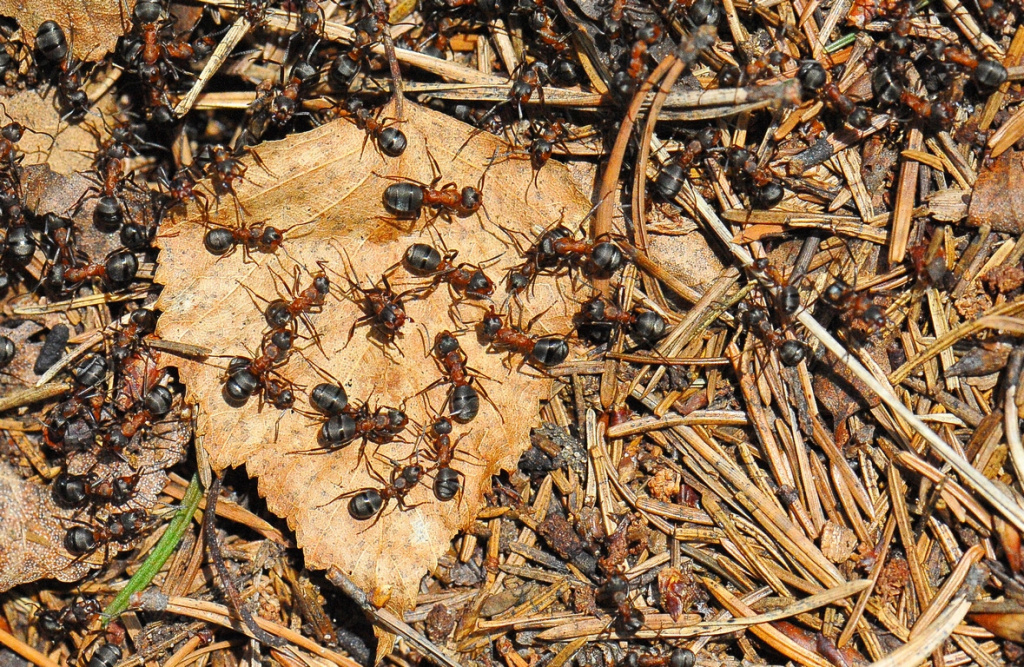 Рыжие лесные муравьи на даче вред или польза