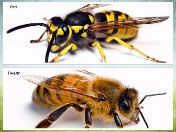 ✅ отличия осы, пчелы, шмеля, шершня: чем отличается шмель и пчела, шершень и оса - tehnomir32.ru
