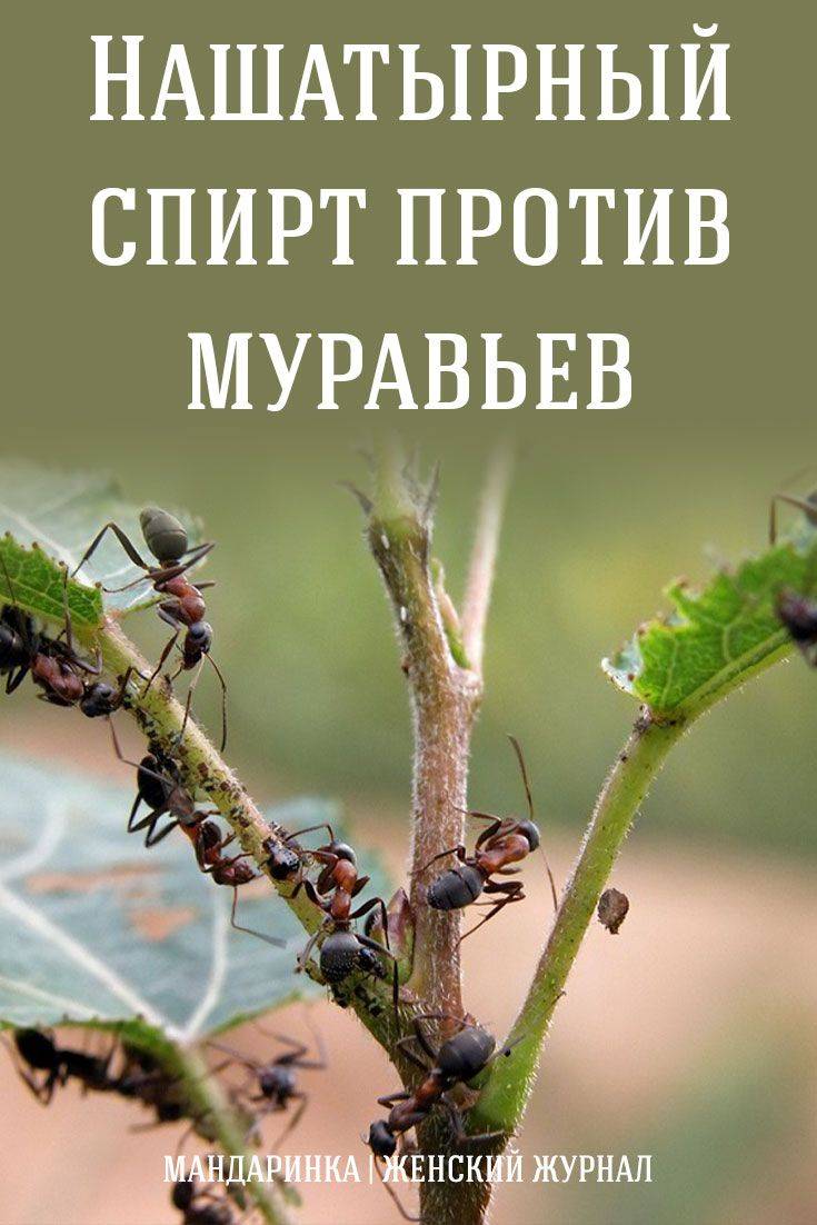 Нашатырный спирт от тли и муравьев: борьба с вредителями народными способами
