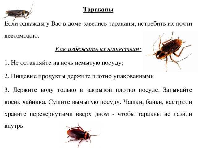 Чем опасны домашние тараканы для человека