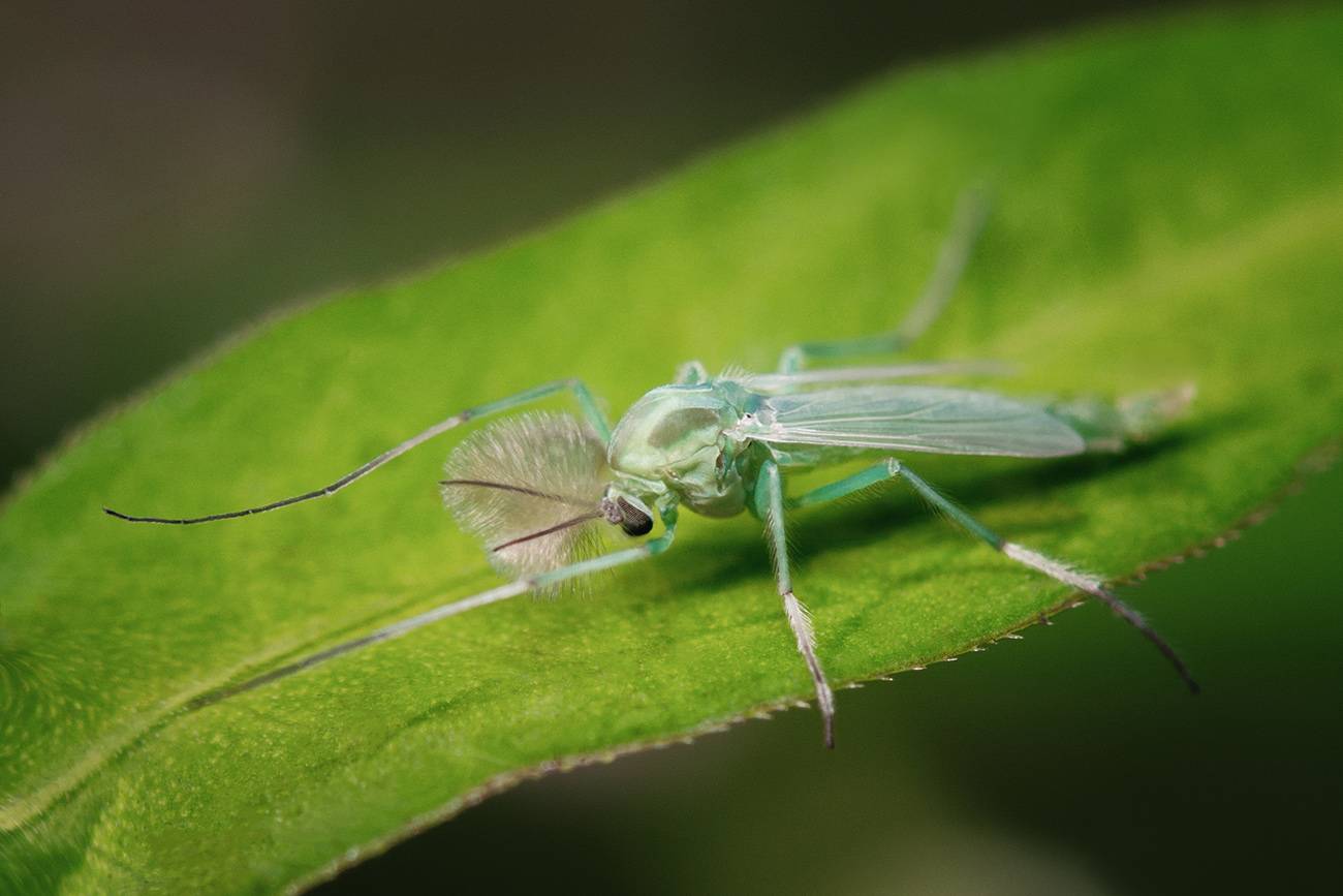 Зеленые комары-звонцы (комары-дергуны)