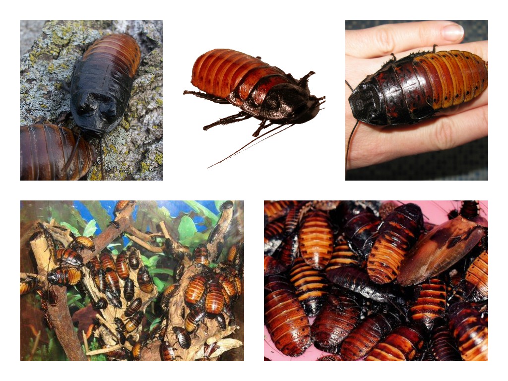 Мадагаскарский таракан: содержание, кормление, уход и размножение в домашних условиях