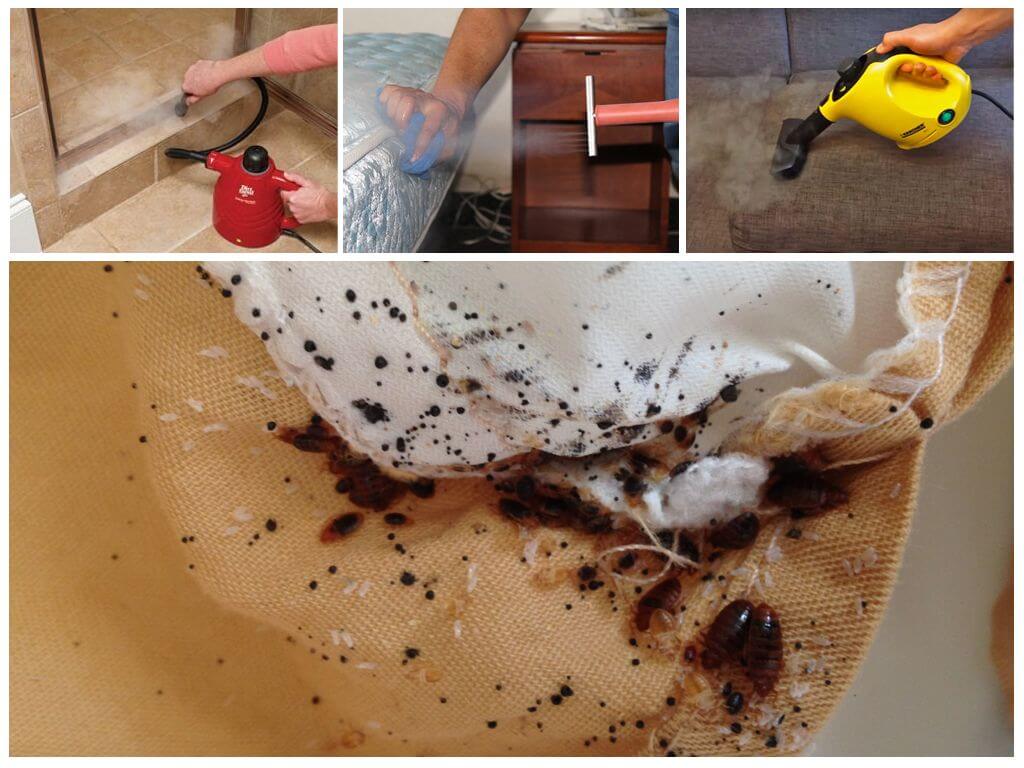 Как убить (вывести) клопов дома быстро и навсегда — как эффективно избавиться от насекомых в квартире самостоятельно — sowetu.ru