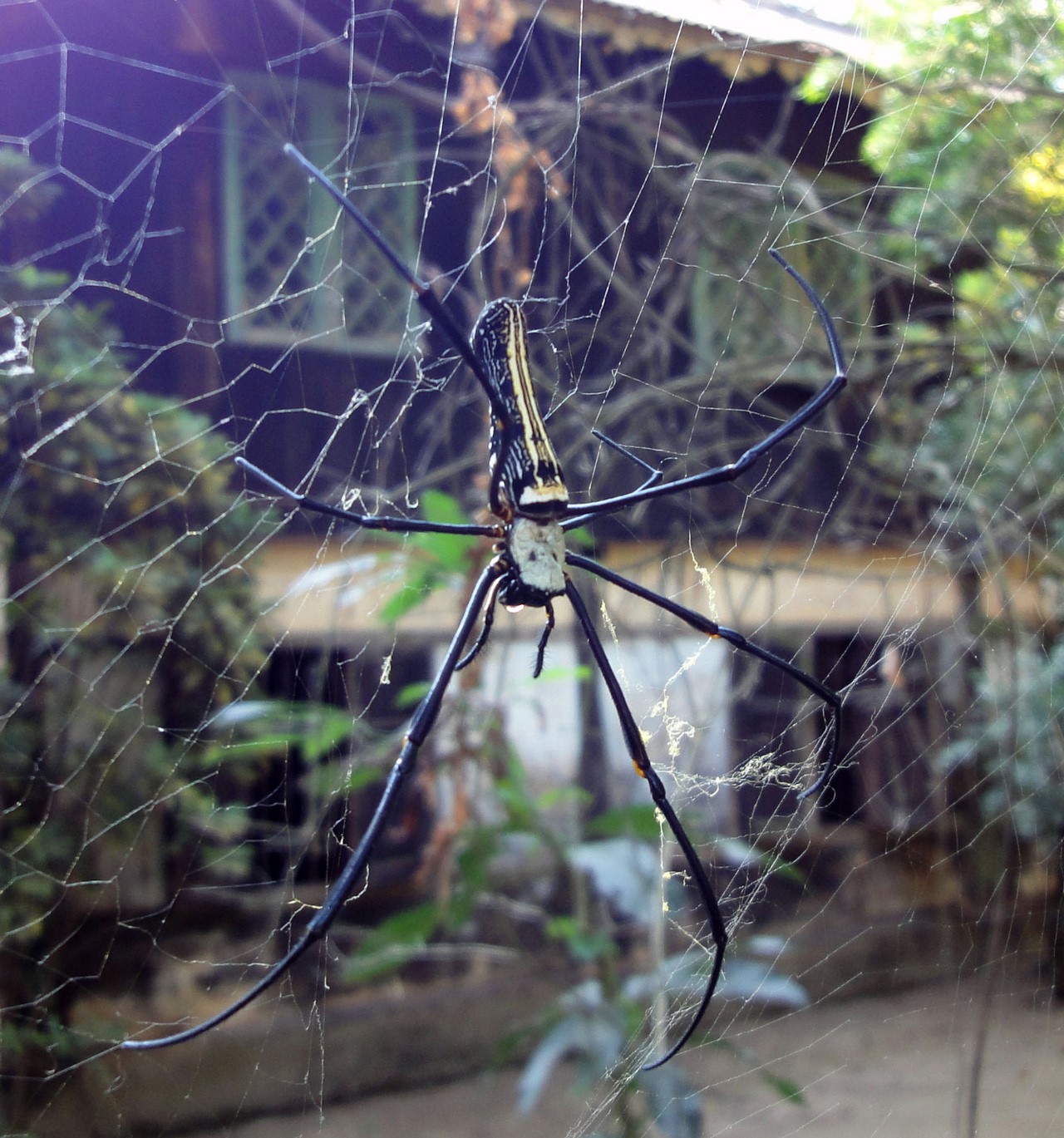 Паутина паука из веревки как сделать. декоративная паутина своими руками. бумажные летучие мыши