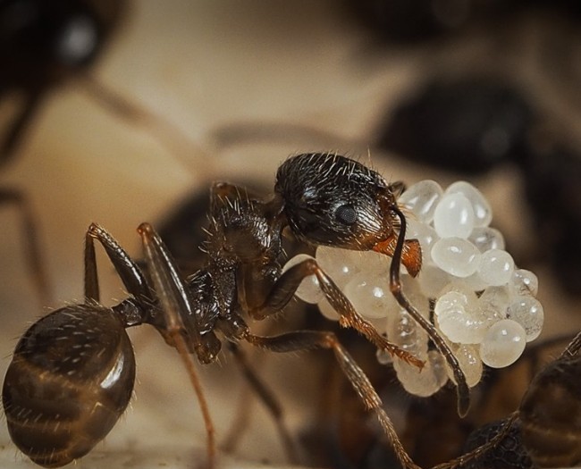 Степные муравьи-жнецы (messor structor) матка + 10-20 рабочих- купить в интернет-зоомагазине планета экзотики