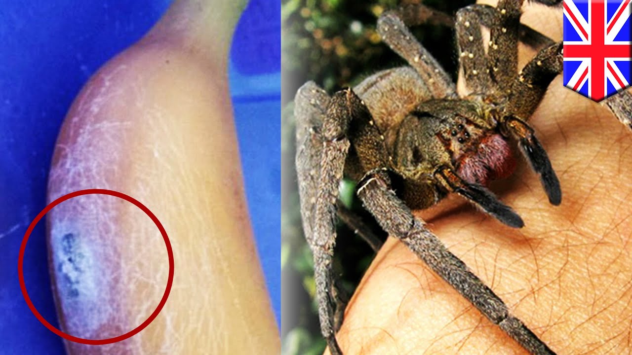 Бразильский странствующий паук – фото и описание