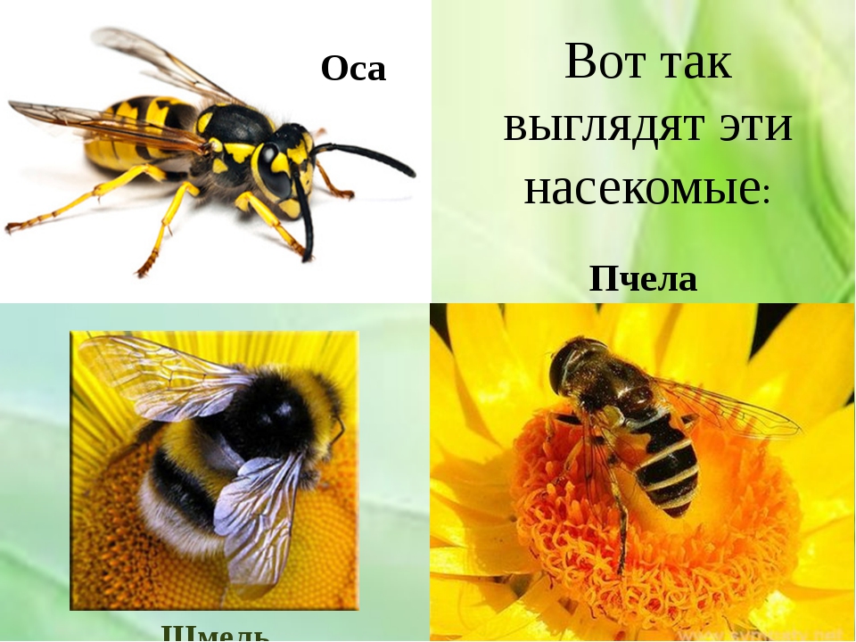 Чем отличается оса от пчелы для детей