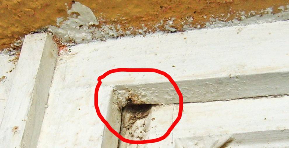 Как избавиться от шмелей в стене дома, на даче, под крышей и в земле: чего боятся насекомые