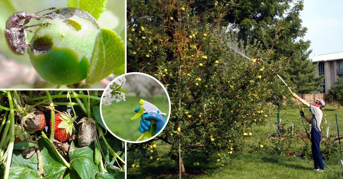 Яблонная плодожорка: методы борьбы с вредителем
