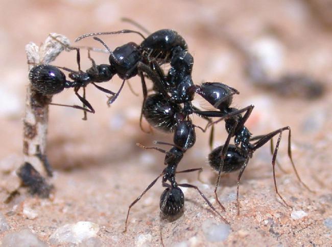 10 самых невероятных муравьев на земле - удивительный мир животных