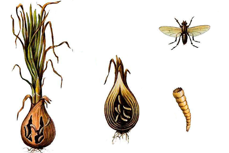 Борьба и методы избавления от луковой мухи: как бороться и защитить огород и квартиру от мушек