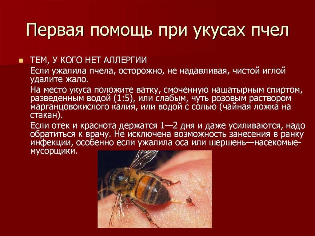 Первая помощь при укусе осы в домашних условиях, чем снять опухоль и боль