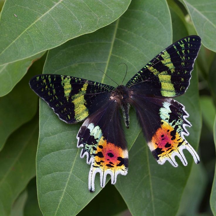 Бабочка парусник: фото и названия многочисленного семейства