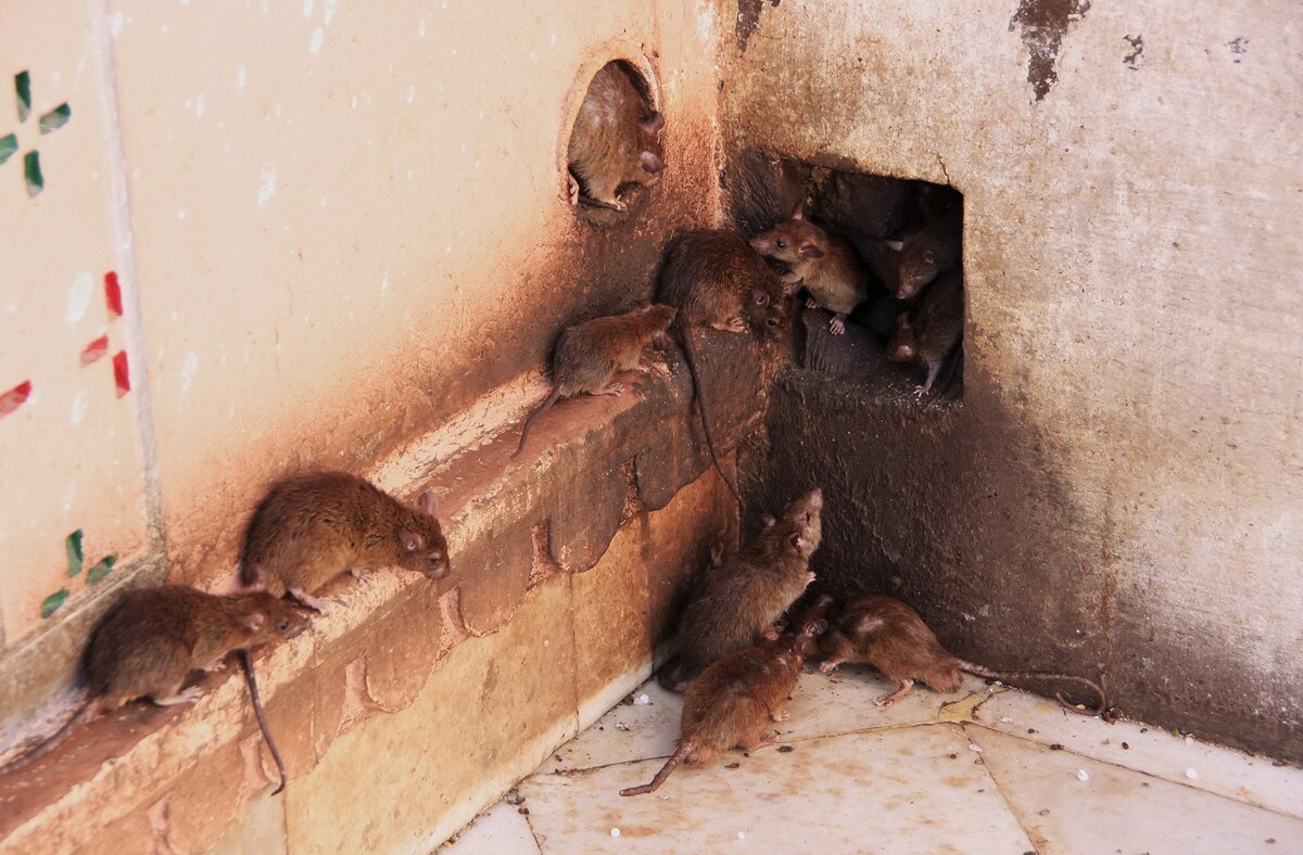 В погребе мыши, что делать. механические способы борьбы с грызунами | дачная жизнь